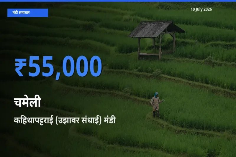 आज चमेली के सबसे ऊँचे दाम ₹55,000 कहिथापट्टराई (उझावर संधाई) मंडी में