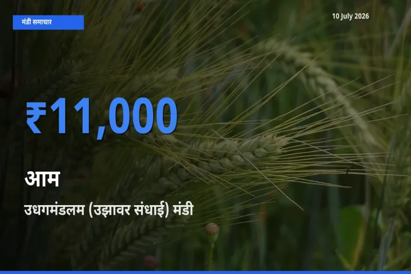 आज आम के सबसे ज़्यादा दाम उधगमंडलम (उझावर संधाई) मंडी में दर्ज