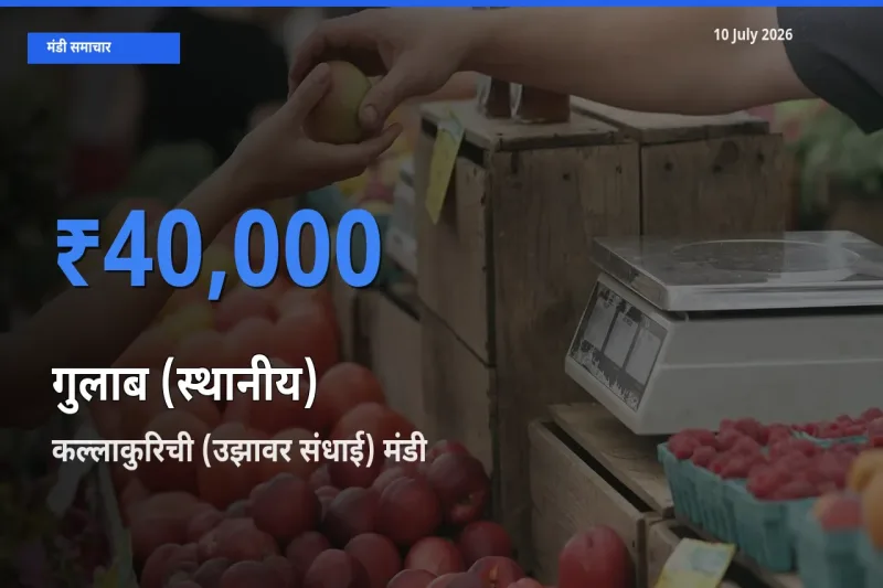 किसानों की पसंद बना कल्लाकुरिची (उझावर संधाई), गुलाब (स्थानीय) के सबसे अच्छे दाम