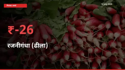 10 July अपडेट: रजनीगंधा (ढीला) के दाम मंडी में 25.57% गिरे