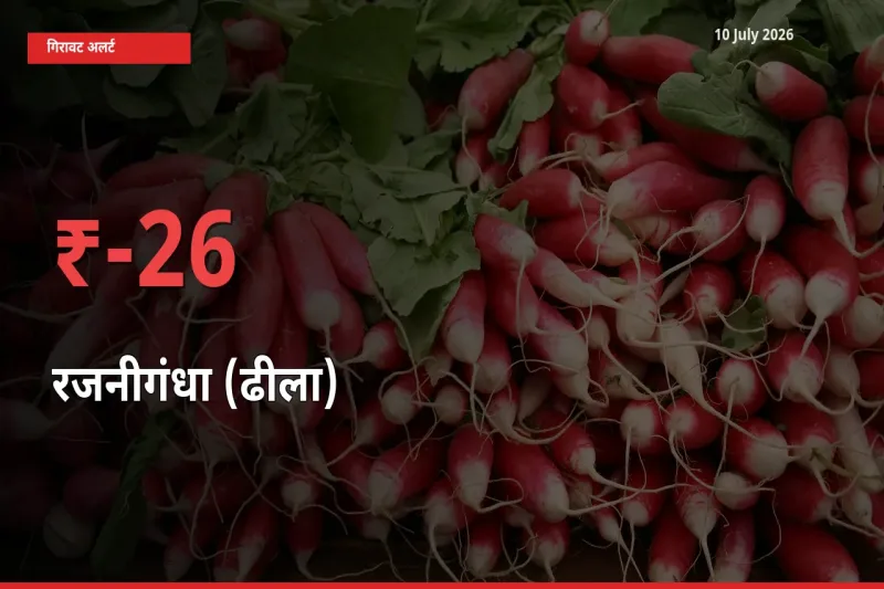 10 July अपडेट: रजनीगंधा (ढीला) के दाम मंडी में 25.57% गिरे