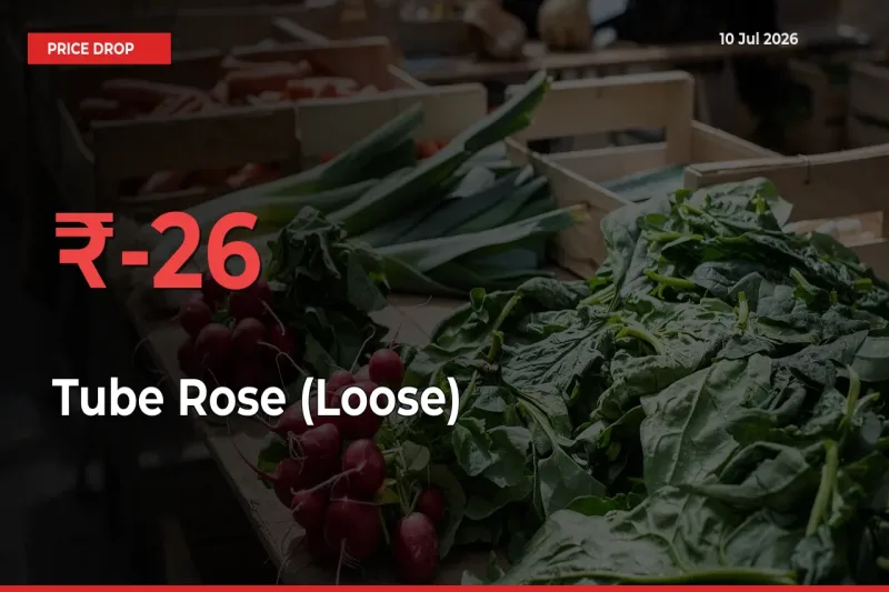 Why Tube Rose (Loose) Prices Fell 25.57% in a Day at Mandis