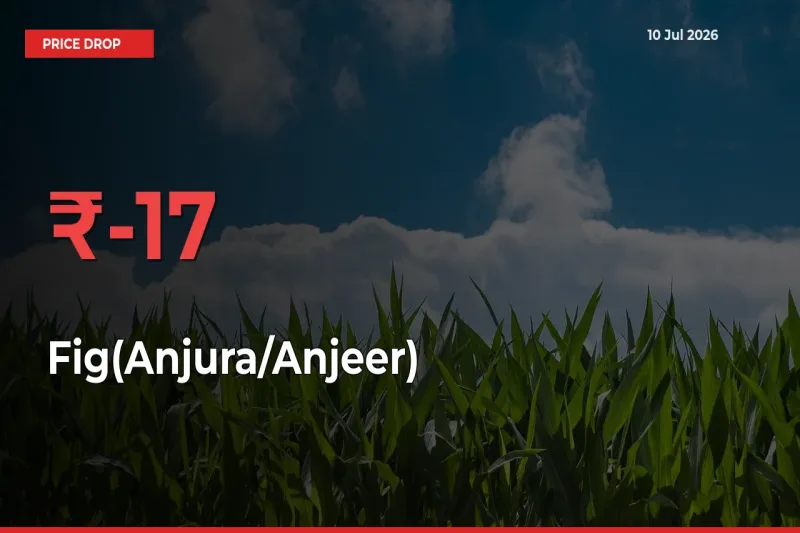 Farmers Alert as Fig(Anjura/Anjeer) Prices Slide 17.24% in Local Mandis