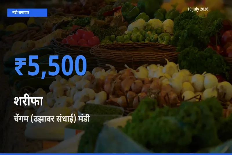 आज शरीफा के सबसे ऊँचे दाम ₹5,500 चेंगम (उझावर संधाई) मंडी में