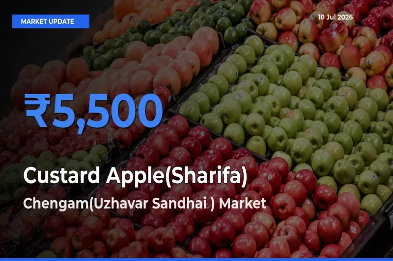 Custard Apple(Sharifa) Mandi Rate Today: Chengam(Uzhavar Sandhai ) Tops the List