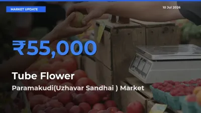 Paramakudi(Uzhavar Sandhai ) Tops Tube Flower Mandi Rates Today