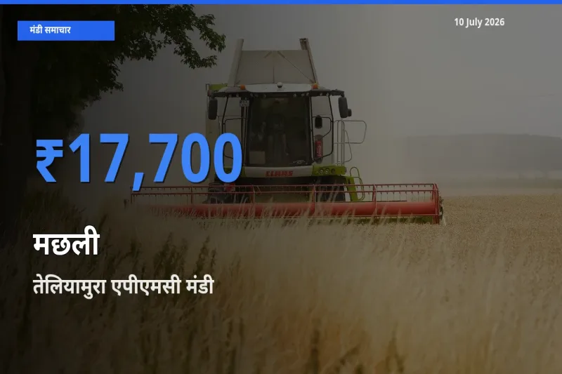 किसानों की पसंद बना तेलियामुरा एपीएमसी, मछली के सबसे अच्छे दाम