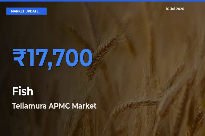 Teliamura APMC Emerges as Top Mandi for Fish Prices Today