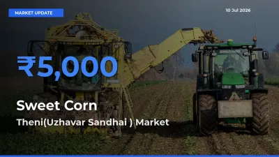 Theni(Uzhavar Sandhai ) Tops Sweet Corn  Mandi Rates Today