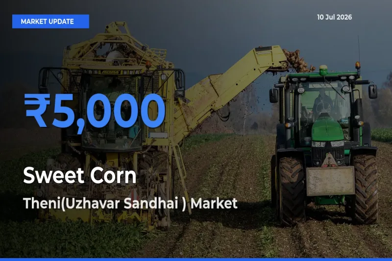 Theni(Uzhavar Sandhai ) Tops Sweet Corn  Mandi Rates Today