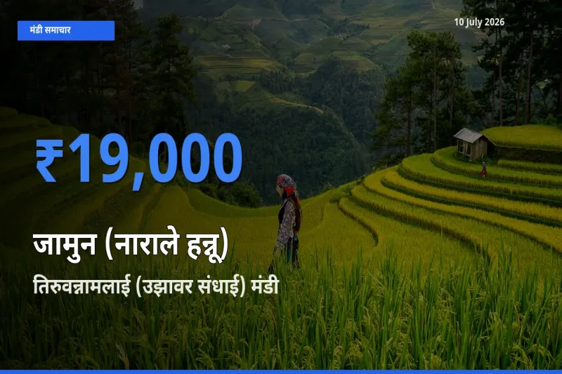 तिरुवन्नामलाई (उझावर संधाई) मंडी में आज जामुन (नाराले हन्नू) के सबसे ऊँचे दाम दर्ज