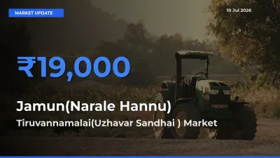 Tiruvannamalai(Uzhavar Sandhai ) Tops Jamun(Narale Hannu) Rates – July 10 Market Update