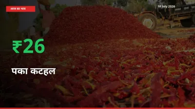 अचानक तेजी! मंडी में पका कटहल के दाम 26.21% चढ़े