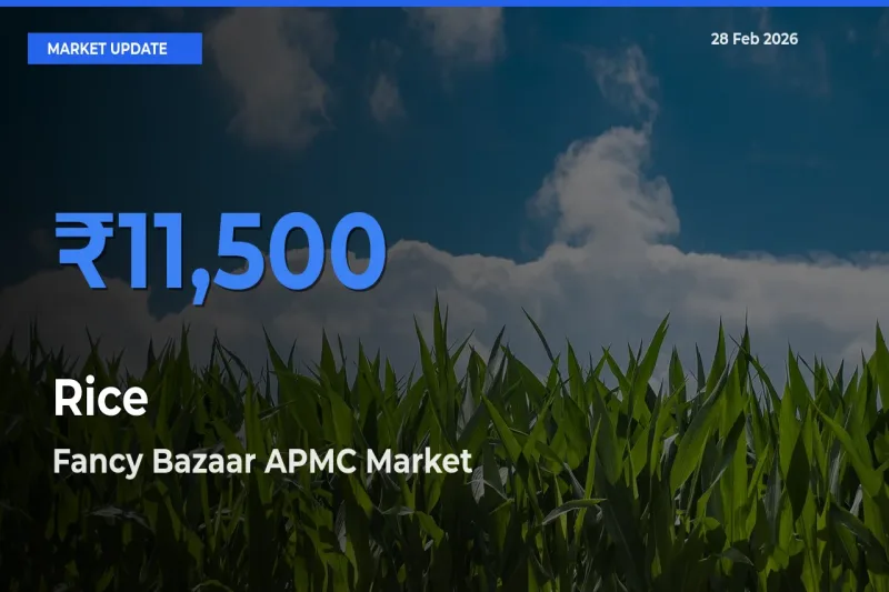 Market Watch: Fancy Bazaar APMC Becomes Top Mandi for Rice