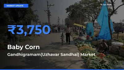 Gandhigramam(Uzhavar Sandhai) Tops Baby Corn Mandi Rates Today