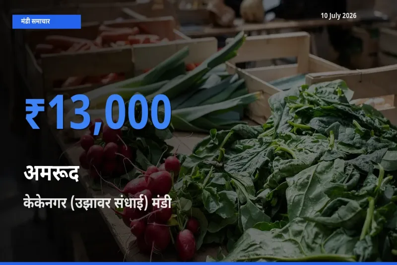 आज अमरूद के सबसे ऊँचे दाम ₹13,000 केकेनगर (उझावर संधाई) मंडी में
