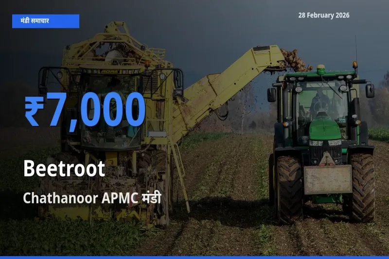 Chathanoor APMC मंडी में आज Beetroot के सबसे ऊँचे दाम दर्ज