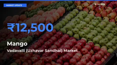 Top Performer! Vadavalli (Uzhavar Sandhai) Offers Best Mango Price Today