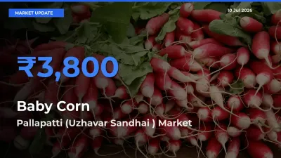 Pallapatti (Uzhavar Sandhai ) Tops Baby Corn Rates – July 10 Market Update