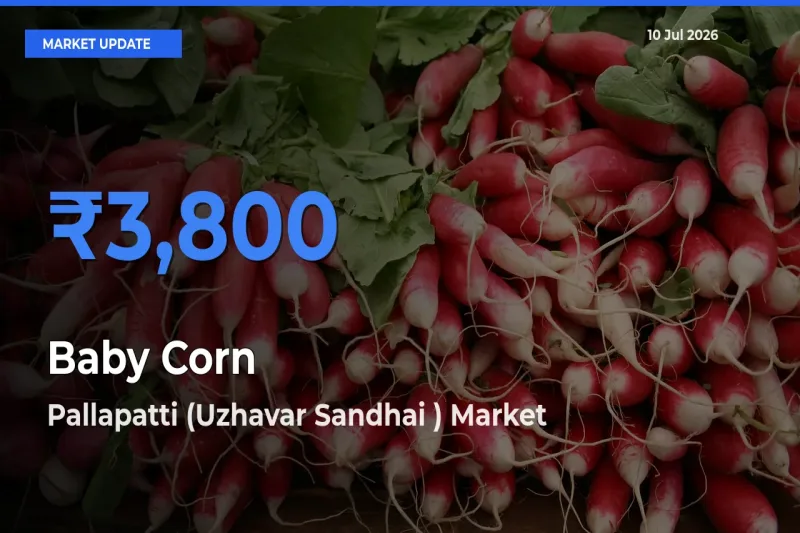 Pallapatti (Uzhavar Sandhai ) Tops Baby Corn Rates – July 10 Market Update