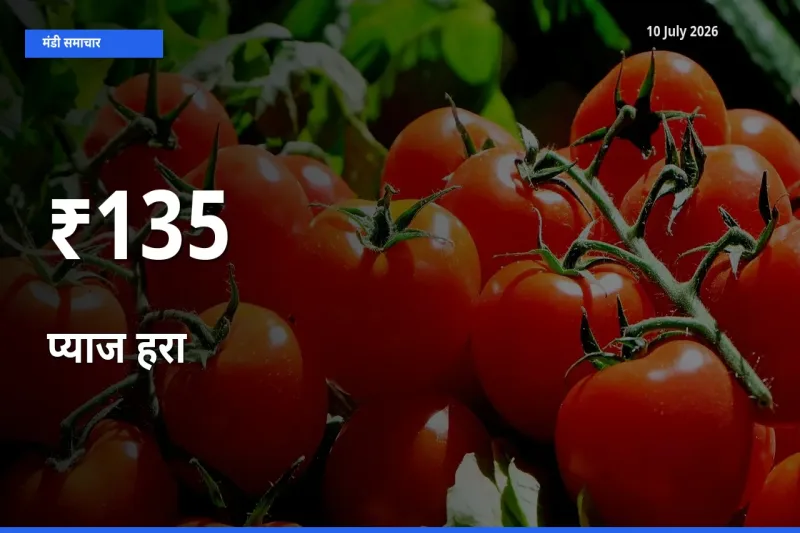 बाज़ार संकेत: प्याज हरा के भाव कई मंडियों में समान रुझान दिखा रहे