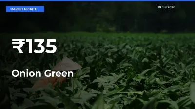 Onion Green Prices Trend Across 135+ Mandis – Market Direction Turns Clear