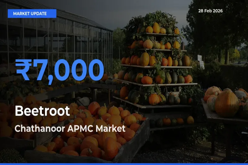Chathanoor APMC Leads as Top Mandi for Beetroot Prices