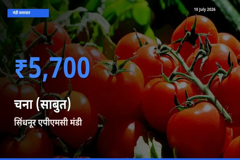 बाज़ार संकेत: सिंधनूर एपीएमसी बना चना (साबुत) के लिए आज की टॉप मंडी