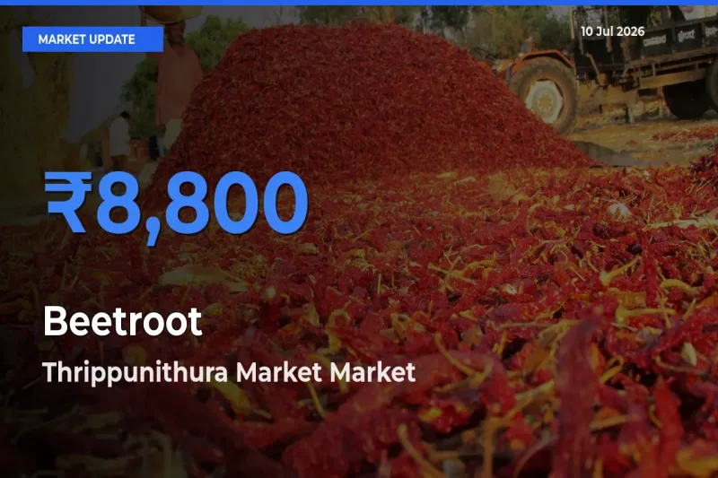 Thrippunithura Market Tops Beetroot Mandi Rates Today