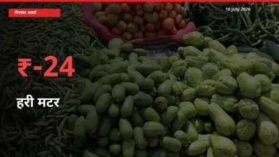 स्थानीय मंडी में हरी मटर के दाम अचानक 23.51% गिरे, किसानों की चिंता बढ़ी