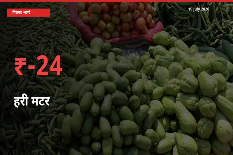 स्थानीय मंडी में हरी मटर के दाम अचानक 23.51% गिरे, किसानों की चिंता बढ़ी