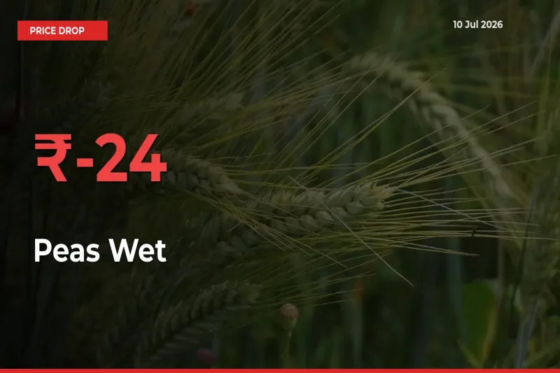 Farmers Alert as Peas Wet Prices Slide 23.51% in Local Mandis