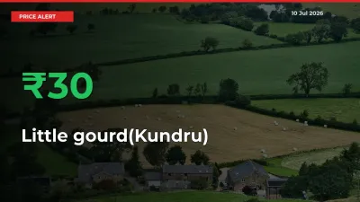 Big Rally! Little gourd(Kundru) Climbs 29.78% in 24 Hours at Top Mandis