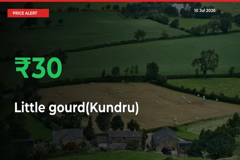 Big Rally! Little gourd(Kundru) Climbs 29.78% in 24 Hours at Top Mandis