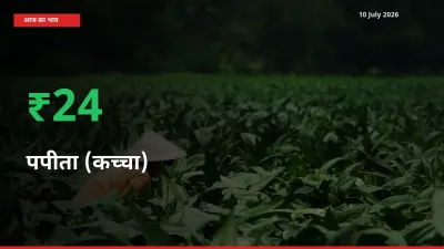 तेज़ तेजी! मंडी में पपीता (कच्चा) के दाम 24.26% चढ़े