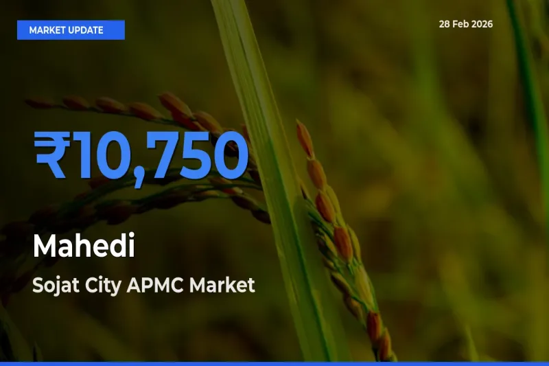 Market Watch: Sojat City APMC Becomes Top Mandi for Mahedi