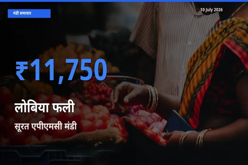 सूरत एपीएमसी मंडी में आज लोबिया फली के सबसे ऊँचे दाम दर्ज