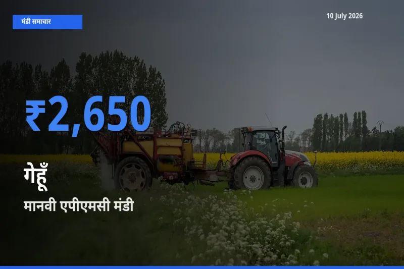 10 July अपडेट: गेहूँ के सबसे ऊँचे दाम मानवी एपीएमसी मंडी में