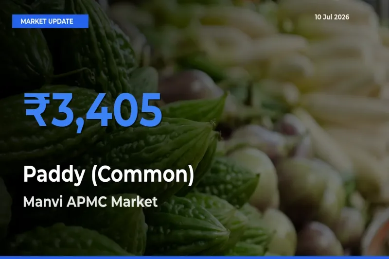 Manvi APMC Emerges as Top Mandi for Paddy (Common) Prices Today