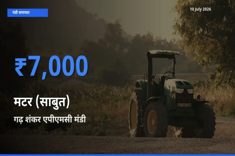 किसानों की पसंद बना गढ़ शंकर एपीएमसी, मटर (साबुत) के सबसे अच्छे दाम