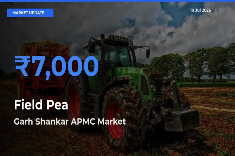 Field Pea Mandi Rate Today: Garh Shankar APMC Tops the List