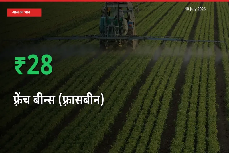 स्थानीय मंडी में फ़्रेंच बीन्स (फ़्रासबीन) के दाम अचानक 28.21% उछले, किसान सतर्क