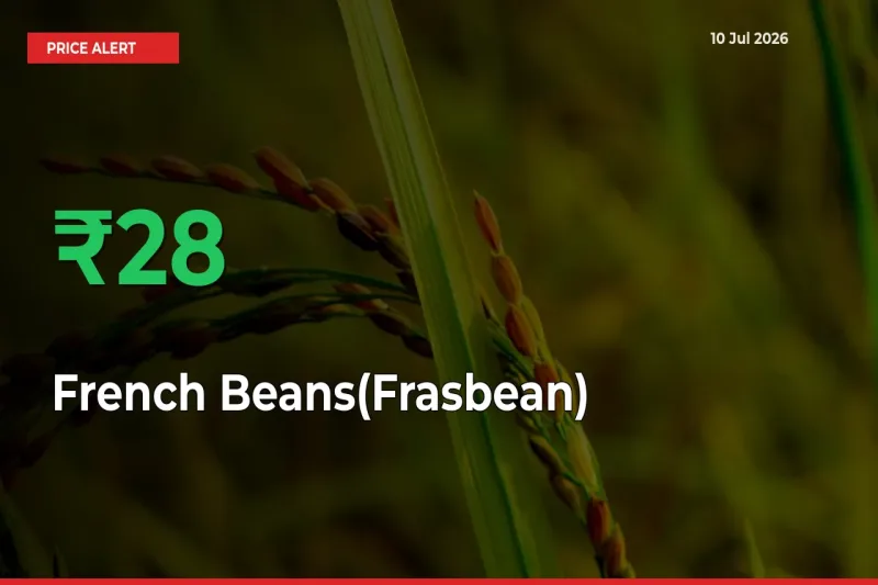 Sharp Jump! French Beans(Frasbean) Prices Climb 28.21% in 24 Hours at Key Mandis