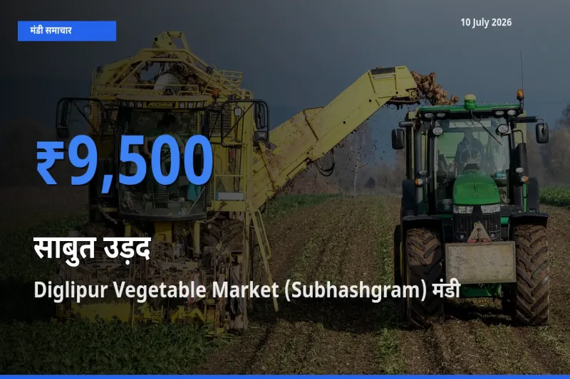 आज का मंडी भाव: साबुत उड़द के सबसे ज़्यादा दाम Diglipur Vegetable Market (Subhashgram) में