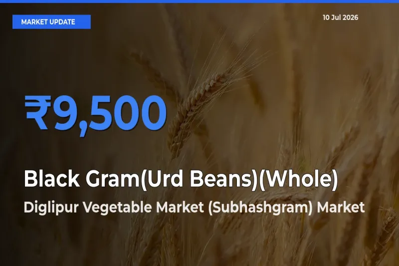 Diglipur Vegetable Market (Subhashgram) Records Highest ₹9,500 Rate for Black Gram(Urd Beans)(Whole)