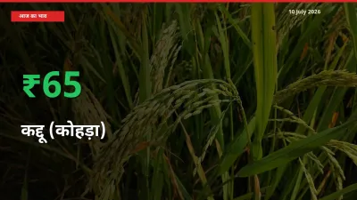 बाज़ार संकेत: कद्दू (कोहड़ा) के भाव मंडी में 65.16% ऊपर