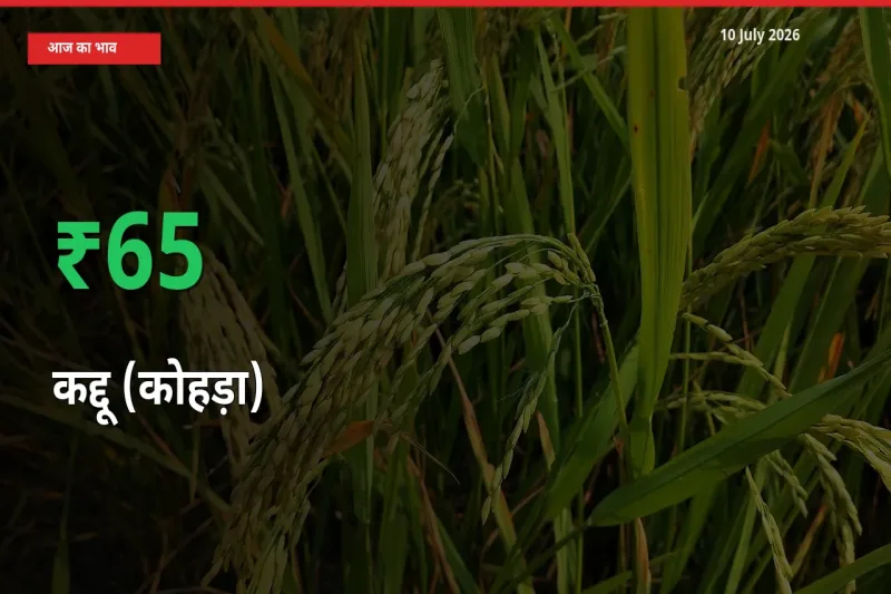 बाज़ार संकेत: कद्दू (कोहड़ा) के भाव मंडी में 65.16% ऊपर