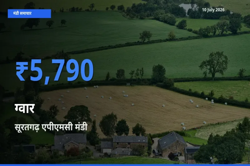 आज ग्वार के सबसे ऊँचे दाम ₹5,790 सूरतगढ़ एपीएमसी मंडी में