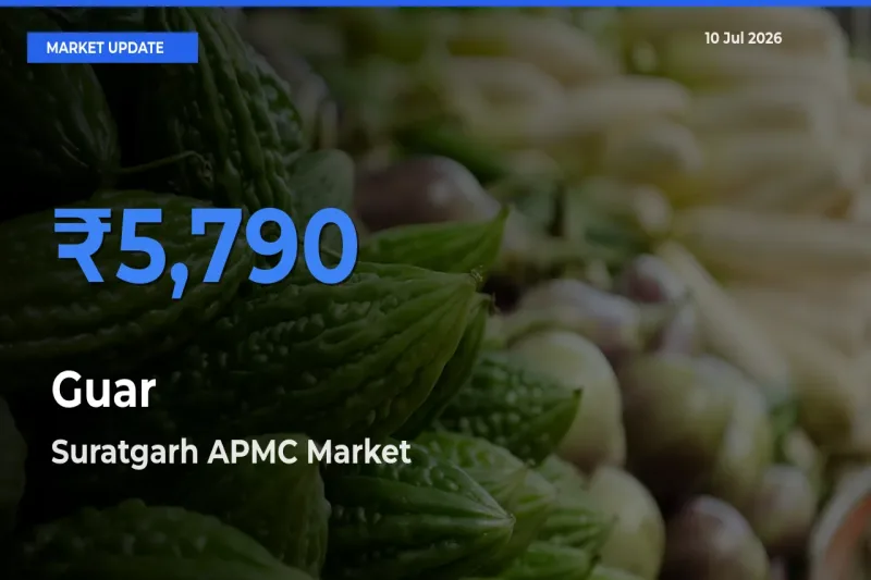 Market Watch: Suratgarh APMC Becomes Top Mandi for Guar