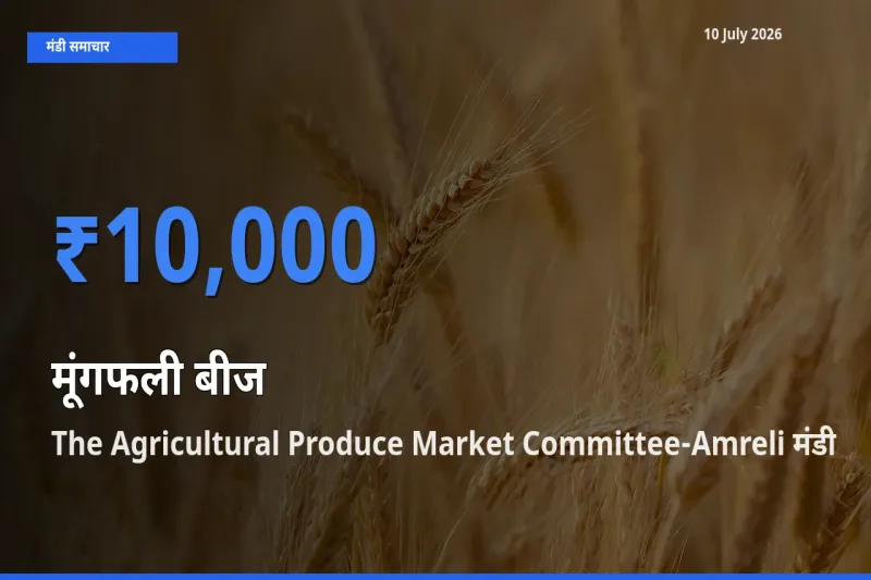 आज मूंगफली बीज के सबसे ऊँचे दाम ₹10,000 The Agricultural Produce Market Committee-Amreli मंडी में